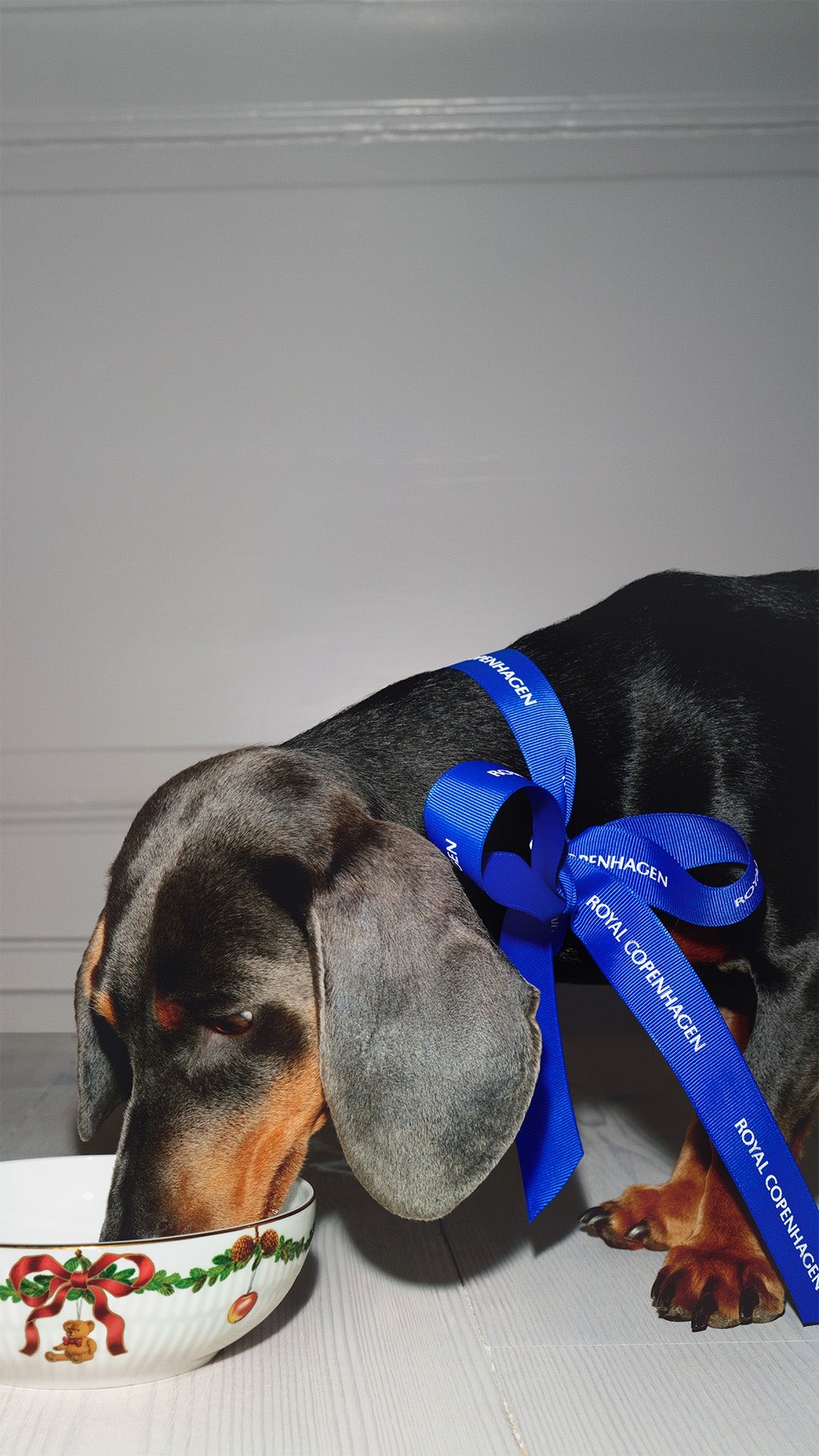 A dachshund wearing a blue ribbon with Royal Copenhagen printed on it, drinking from a Star Fluted Christmas bowl.